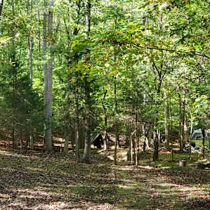 Plenty of wooded area