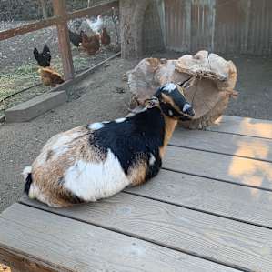 Local farm onsite