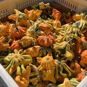 Fall decorations