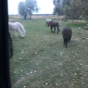 Right outside our camper in this beautiful pasture. 4 gentle horses grazed.