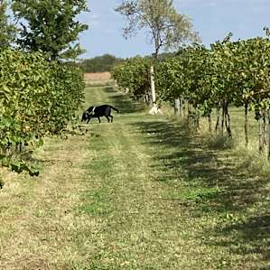 Vinedo del Alamo Vineyard