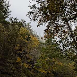 Creekside Woods