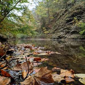 Creekside Woods