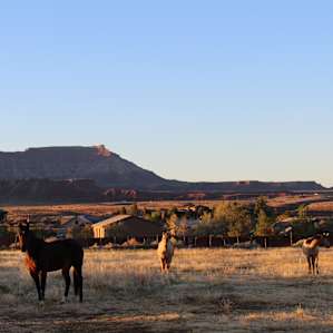Horse friends on the Ranch