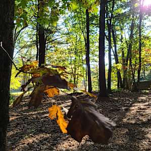 Hook Meadow Maples