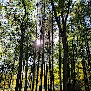 Hook Meadow Maples