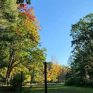 Hook Meadow Maples