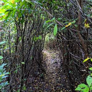 Greenheart Forest Primitive Camping