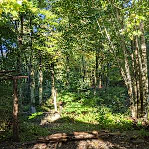 Greenheart Forest Primitive Camping
