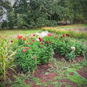 October garden.