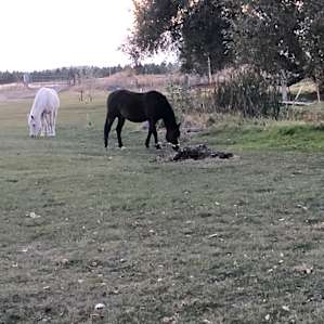 Horses grazing outside our camping spot in their pasture