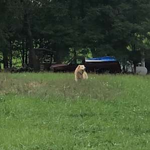Marty guarding the farm.