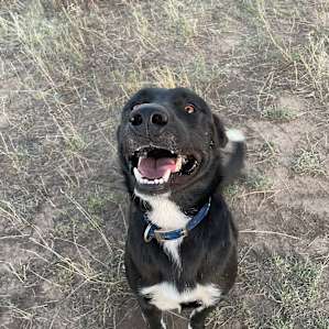 The campsite comes with a dog!