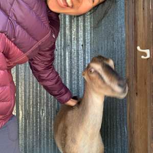Drina the goat