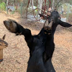 Forgot this goats name