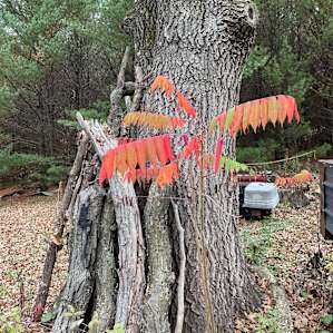 Whispering Pines