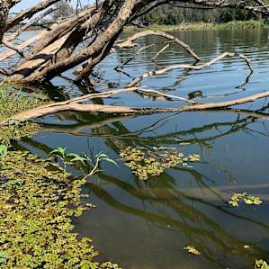 Looking for lungfish…