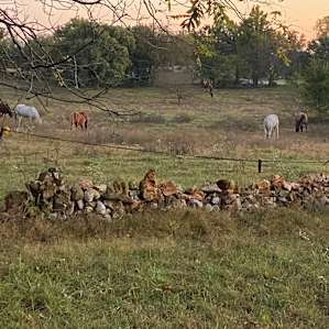 morning in the pasture