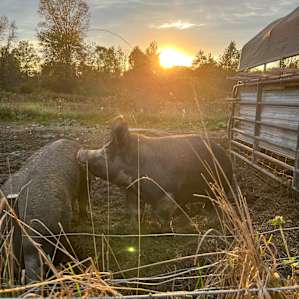 Woodland Permaculture Farmstead