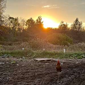 Woodland Permaculture Farmstead