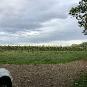 Mulln-Heim Vineyards