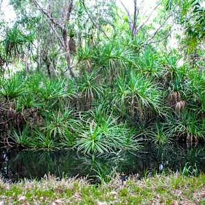 Nature around your campsite 4
The beautiful creek again