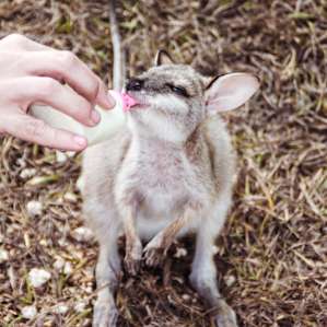 Activity on site: help feeding the babies