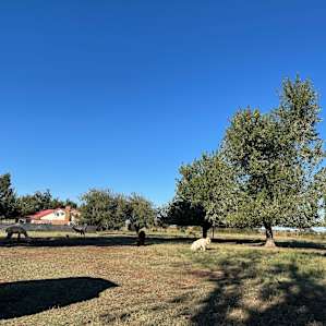Al-paca tent camp ,Tuttle ok