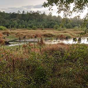 Wooded Camping & Stocked Pond