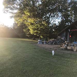 Friendly camp cat!