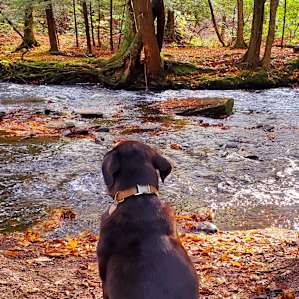Our dog enjoying the views right outside of our tent.