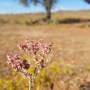 Historic Remote Lone Mound Ranch