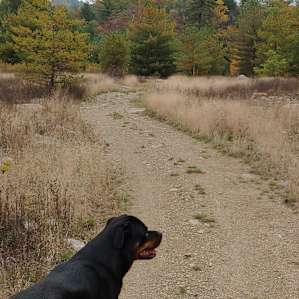 Campsite trail