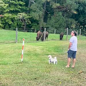 Our dog was very intrigued by the buffalo