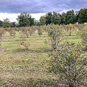 Blueberry bushes! Photo taken from Rv steps