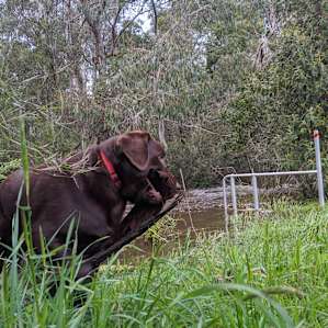 Our pup by the river