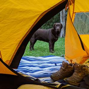 Curious about the tent.