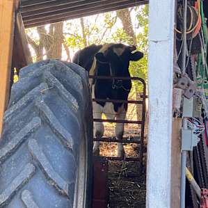 Tallest cow I’ve ever seen!