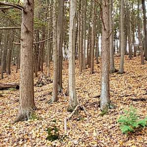 Peak leaves on the trails.