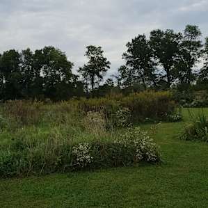 Meadow Land