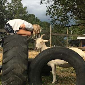 The goats wondered about this new clothed goat visitor 😂