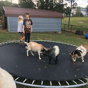 Trampolines and goats=must do!