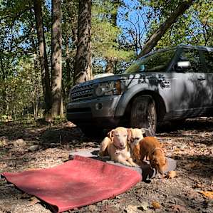 Pups loved it!