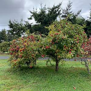 Crescent City RV Space (Private)