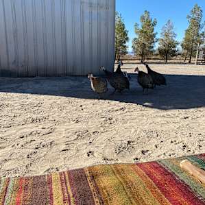 Camping near Death Valley NP