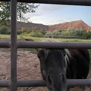 Feeding their cute horse