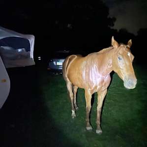 Night time horses!
