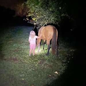 Night time horse pets