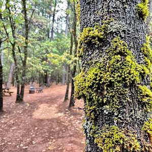 Madrone Tree Hill