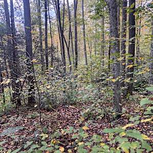 Beautiful woods